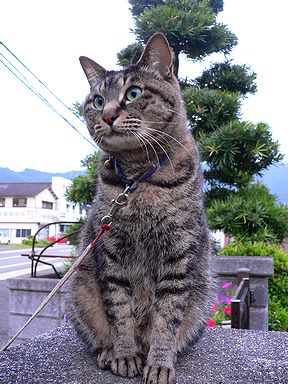 sasuke060530-2