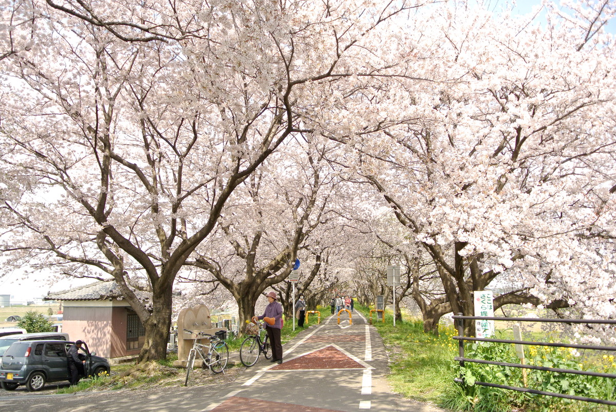 sakuradutsumi (11)