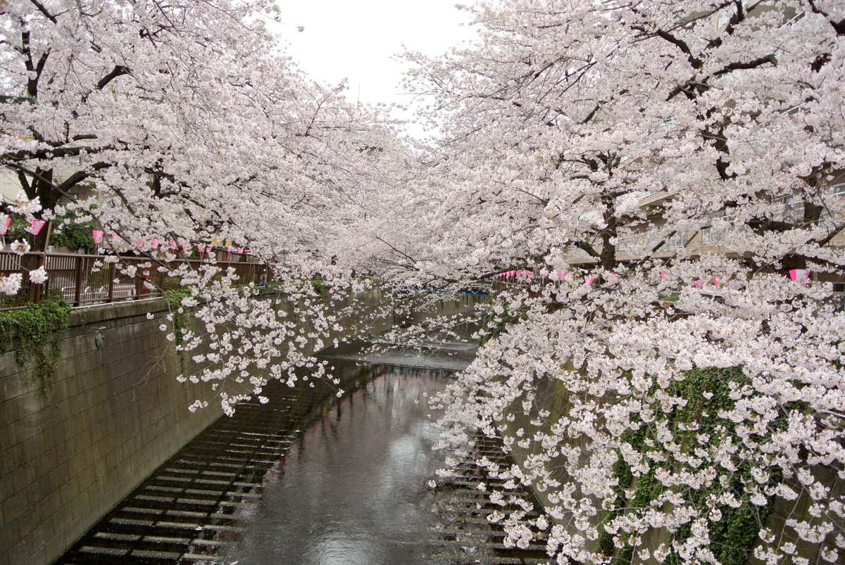 kanagawasakura (4)