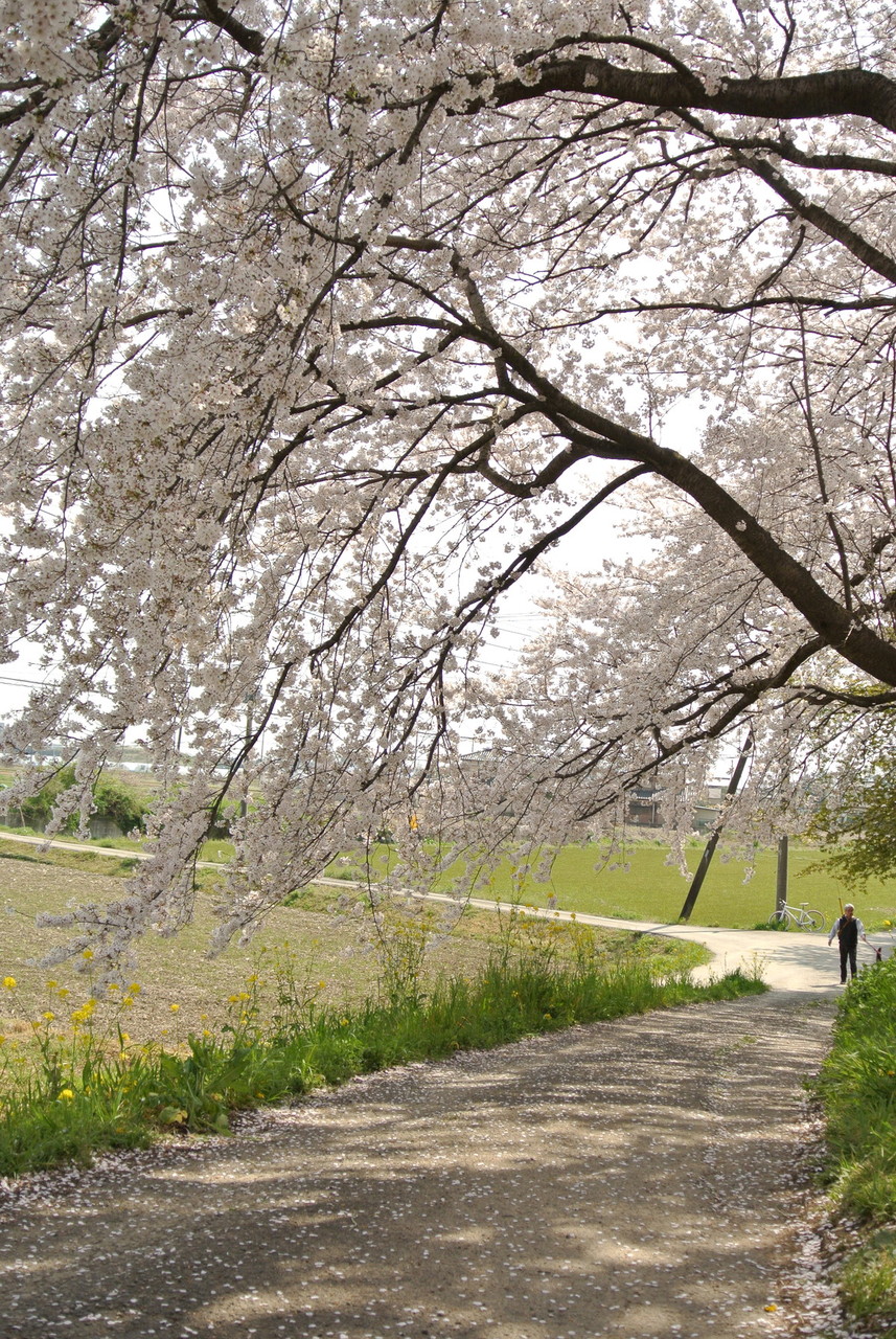 sakuradutsumi (9)