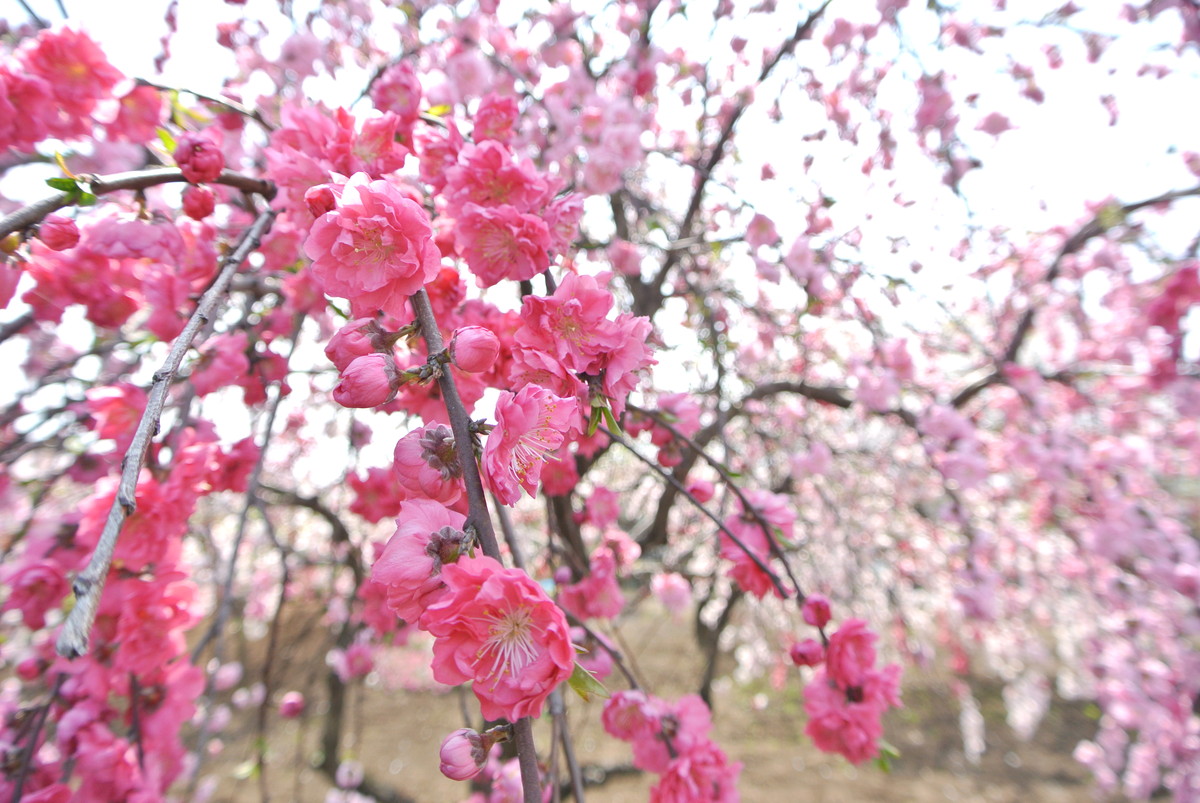 sakuradutsumi (2)