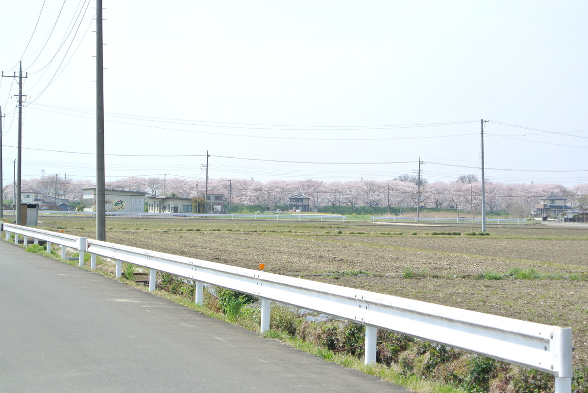 sakuradutsumi (7)