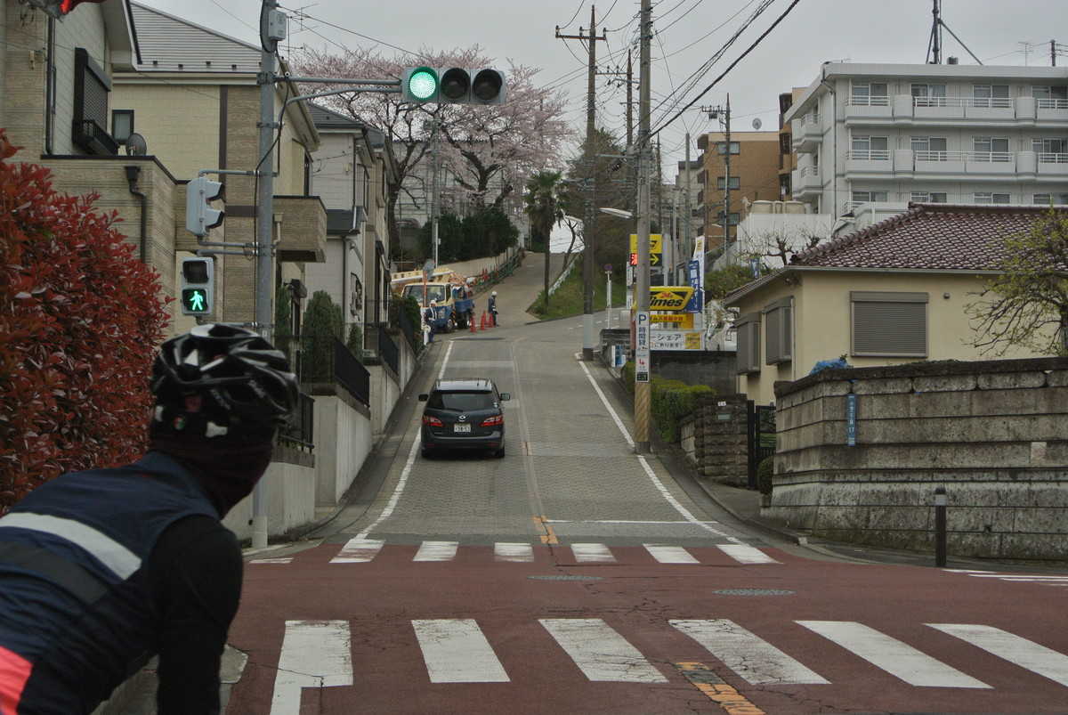 kanagawasakura (9)