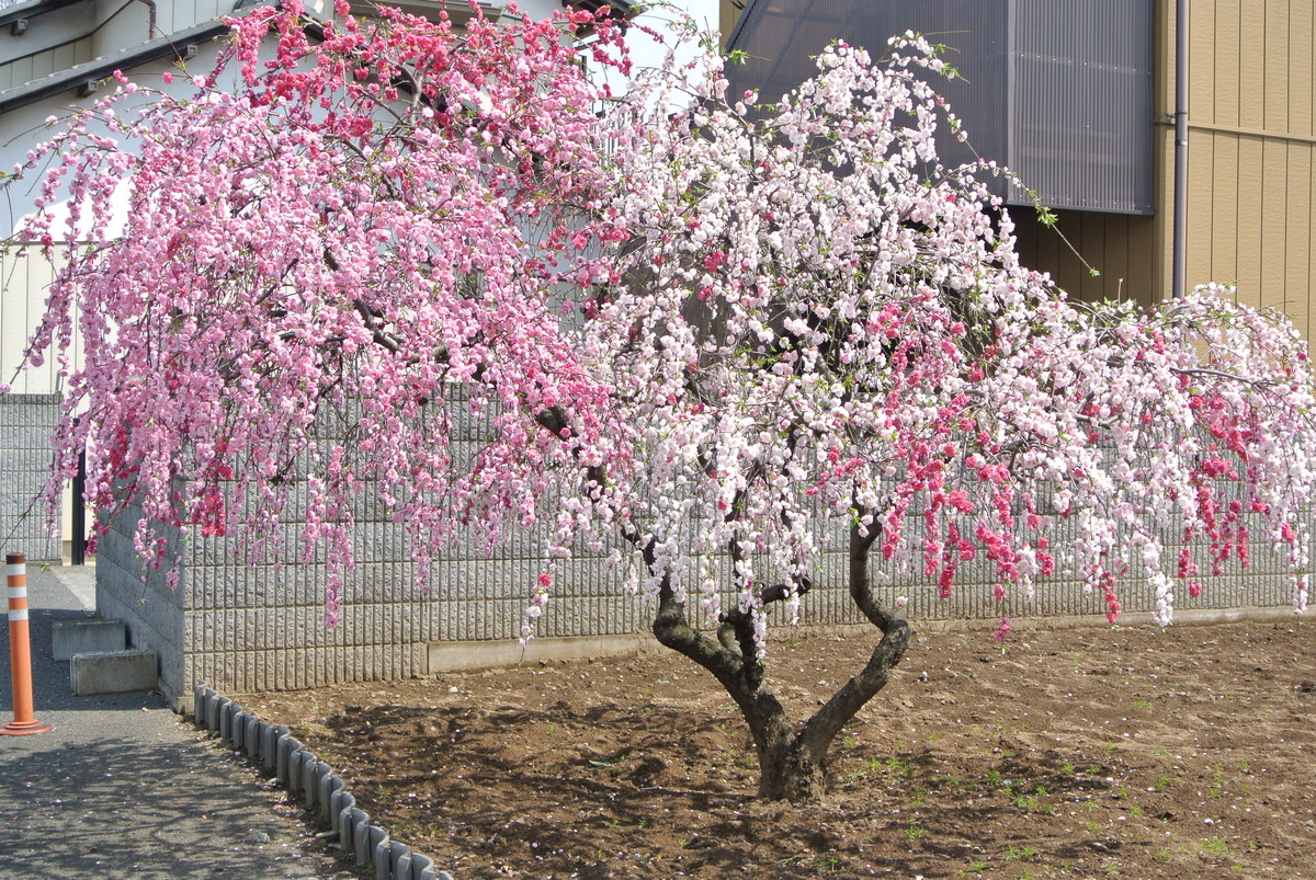 sakuradutsumi (1)