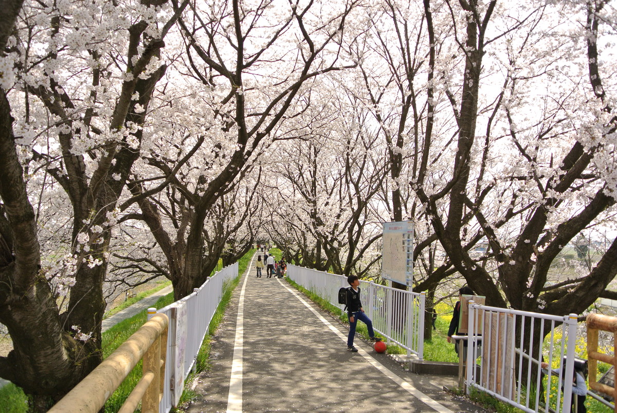 sakuradutsumi (8)