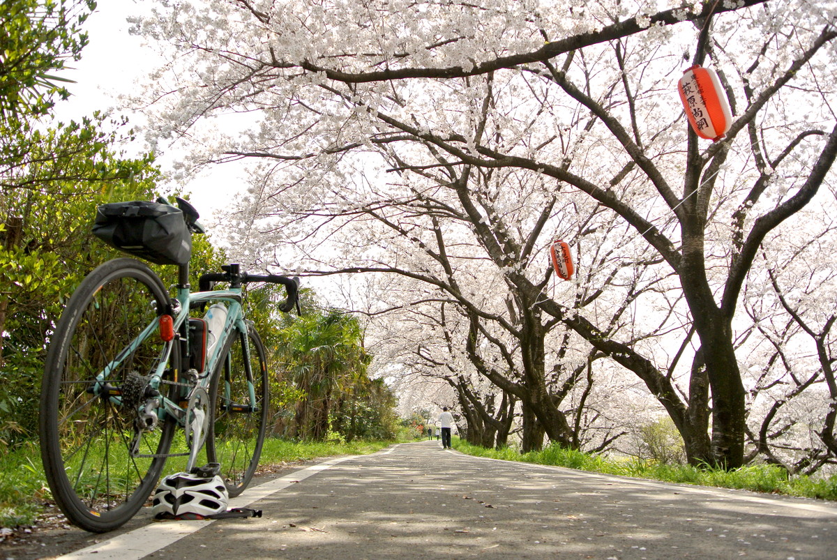 sakuradutsumi (14)