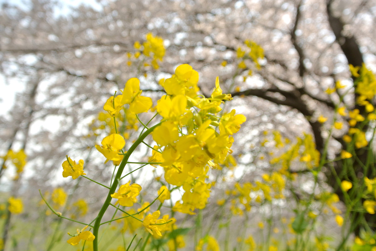 sakuradutsumi (10)