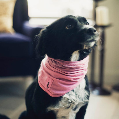 dog_collar
