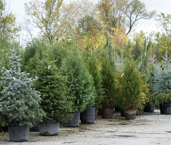 272636-how-to-buy-a-christmas-tree-master