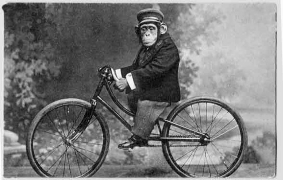 monkey-on-bicycle