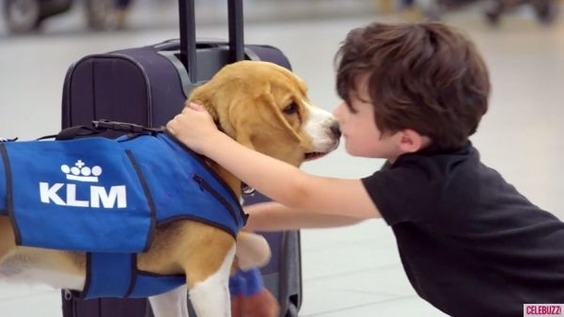 klm-beagle-dog-lost-found-video-600x337