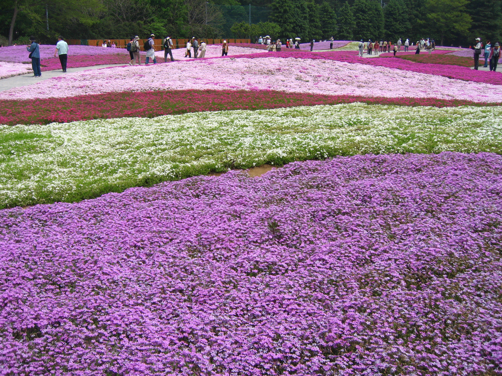 芝桜1