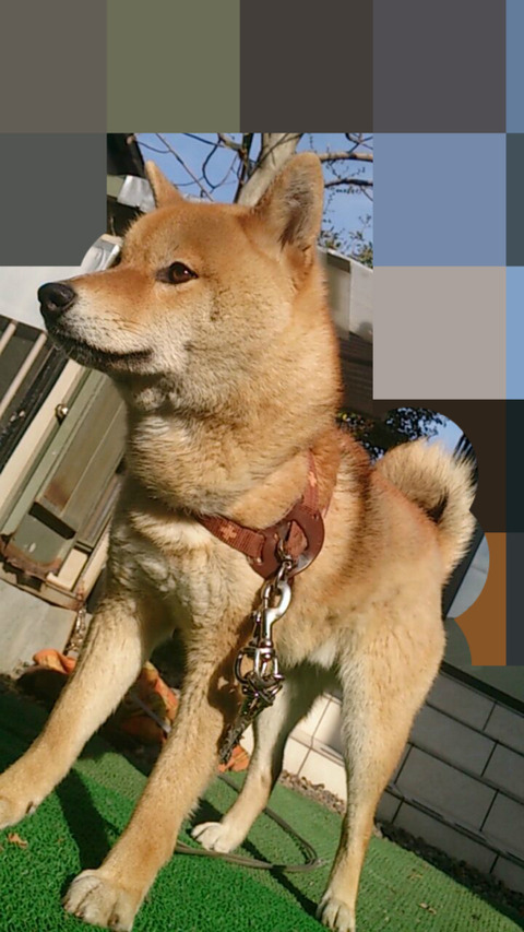 BlogPaint