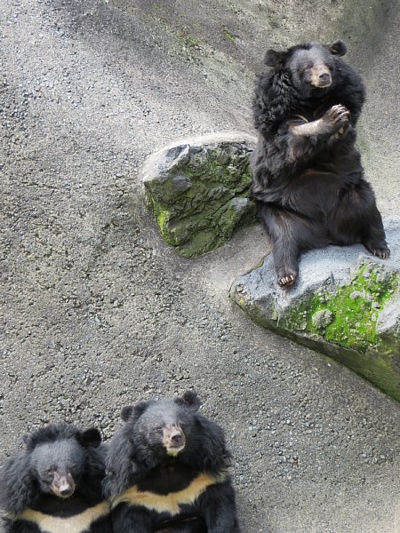 bear1