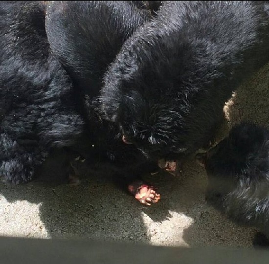 bear2