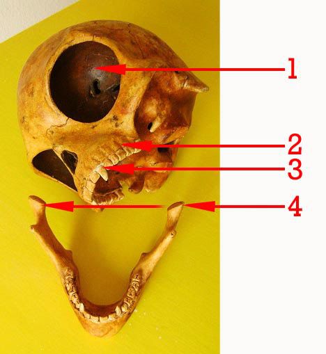 Skull-2-596889