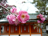 梅