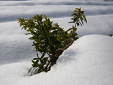 真っ白な雪