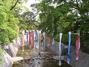 夙川こいのぼり
