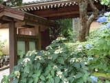ラカシータ 報国寺