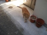 カフェーマル 島猫