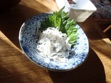 一条 しらす
