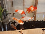 金魚の栖 金魚1
