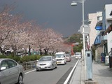 さくら 若宮大路