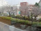 四季菜 若宮大路