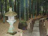 報国寺 竹