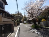 コキア 瓜が谷