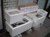 さくら 店頭の魚
