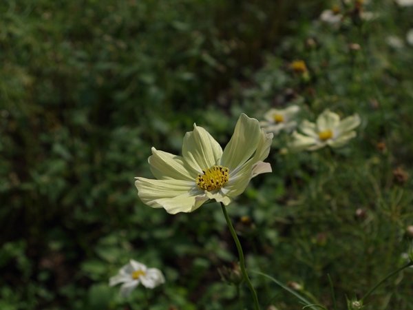 IMGP0820