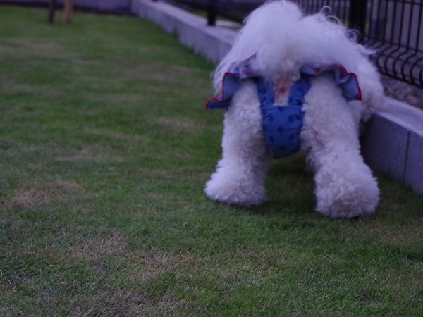 IMGP4460 - コピー