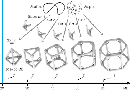 DNApolyhedra1