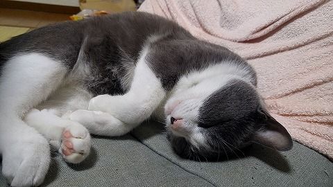 2018-09-20にゃんこ