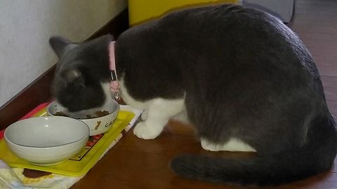 2016-09-18ネコ朝食