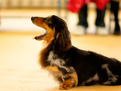 犬吠