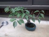 20100626-4s