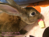 ペットランドでうーちゃんのお土産を