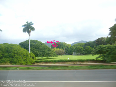 この木なんの木