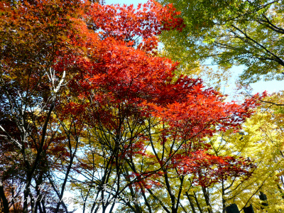 紅葉