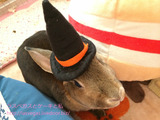 今日のうーちゃん・ハロウィン編