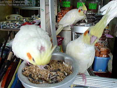 鳥三匹