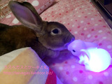 今日のうーちゃん・呼べば来るよ&光るウサギさん編