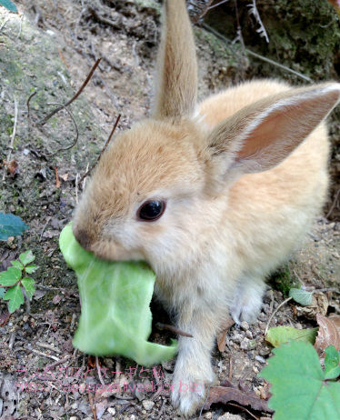 うさぎ島に行ってみた・2日目前半
