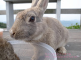 うさぎ島に行ってみた・2日目後編