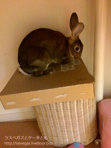 見つかった