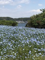 ネモフィラ