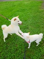 こんにちは(*^_^*)
